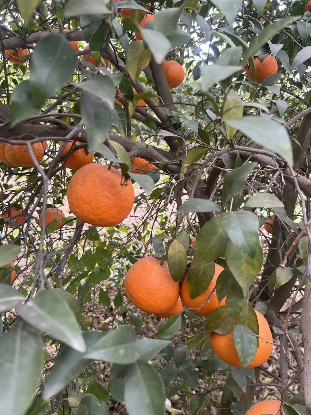 Sargodha Citrus Co — photo 1